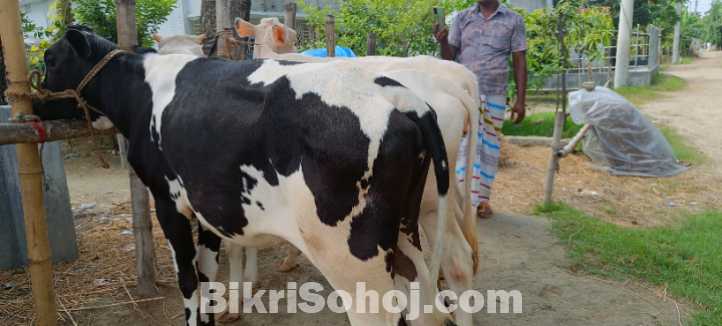 একটি হলিস্টিয়ান ফ্রিজিয়ান জাতের বকনা বাছুর বিক্রি করা হবে